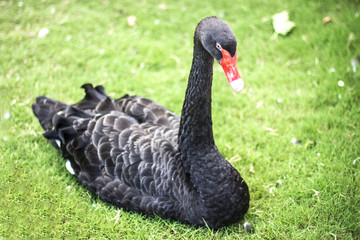 Black swan sits on the green grass