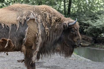 Wisent