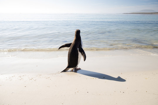 Penguin on beach
