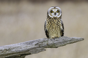 Short-eared Owl