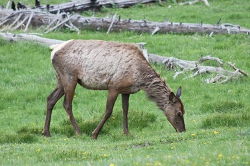 Naklejka na ściany i meble Beautiful Deer in Yellowstone NP – USA 