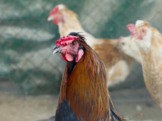 Portrait of a beautiful rooster with a red comb