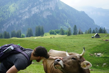 Liebe Kuh