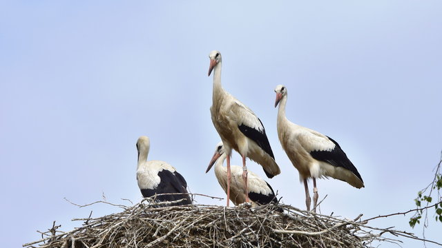 storks ready for outbound flight
