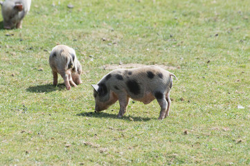 cochonnet dans l'herbe 