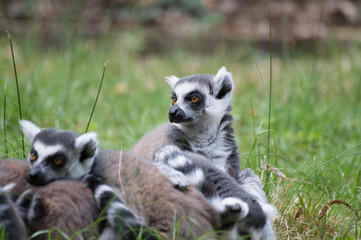 Fototapeta premium lémurien somnolent 