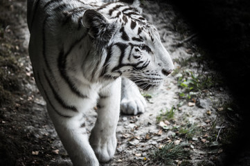 grand tigre blanc