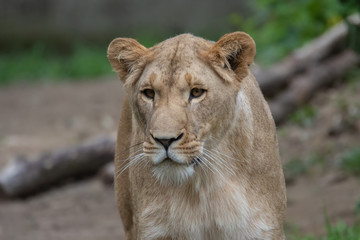 Löwe