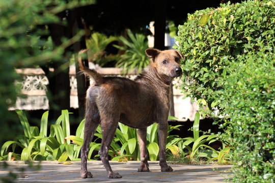 Dog, Dogs Dermatitis, Stray Dogs, Dog Looking