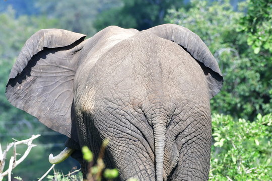 back of big elephant,Kruger national park,South Africa