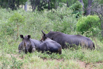 Fototapeta premium three rhinos in Kruger National park in South Africa