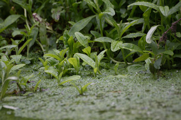 jeune pousse dans l'eau