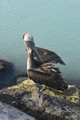 Adorable water fowl itching its feathers in aruba