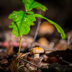 champignon 