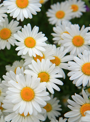 Macro shot of big daisies.