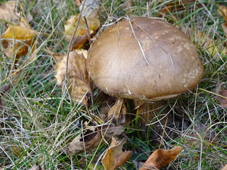 Mushrooms