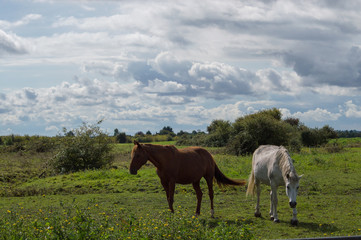 chevaux 