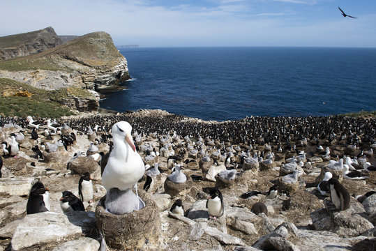 Colony of penguins on rocky coast
