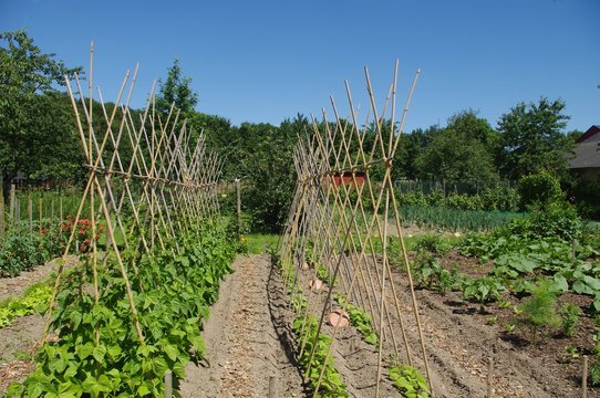Plantation des haricots &agrave; rames
