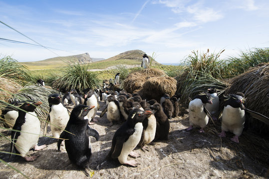 フォークランド のイワトビペンギン