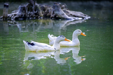 Two ducks swim in pond in forest 6