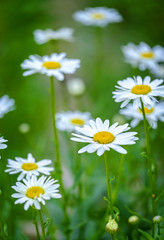 Obraz premium Green field full of chamomile 3