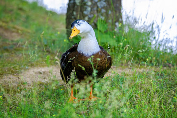 Portrait of curious drake posing on the grass near lake 1