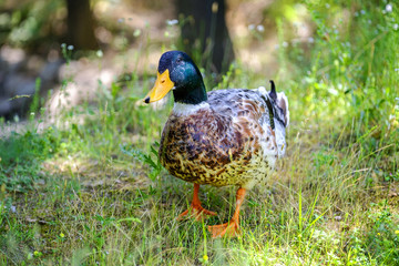 Portrait of curious drake posing on the grass near lake 3