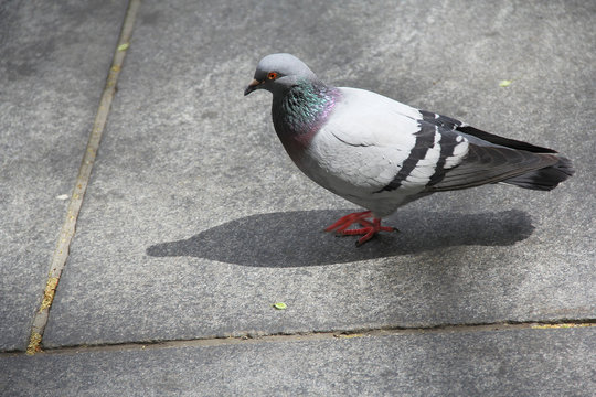 Pigeon Walking on Sidewalk in NYC