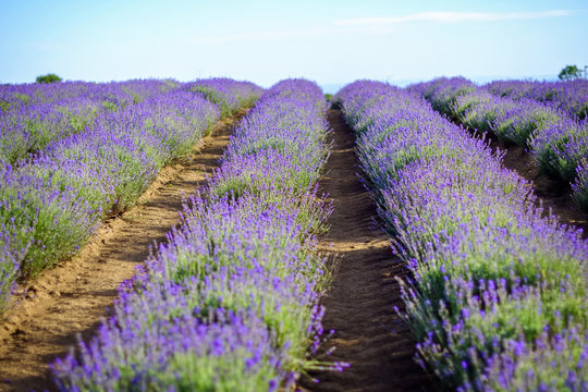 Endless beautiful lavender fields in summer sunny weather 7
