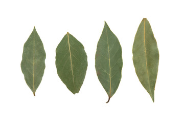 bay leaves on white background