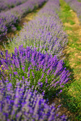 Fototapeta na wymiar Beds on a beautiful lavender field in summer 11