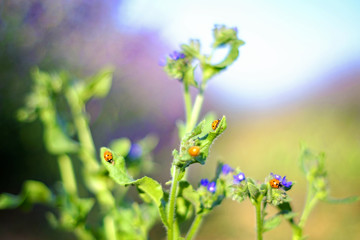 Green plant full of ladybugs with blurred background 2