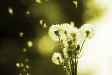 Dandelions on blurred background in the sunlight