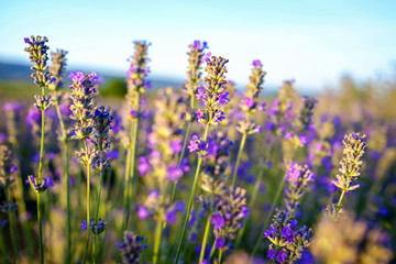 Details of violet lavender fields on sunset 3