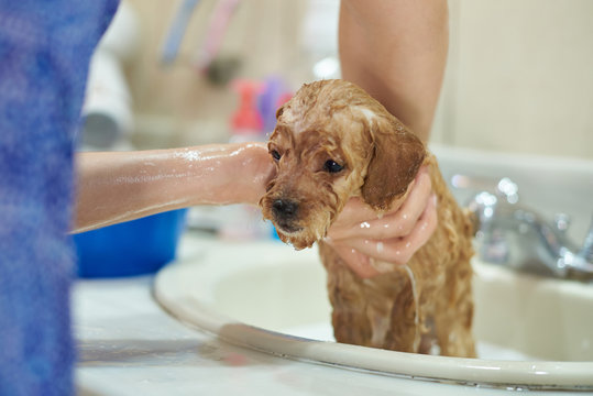 Close-up of wet puppy