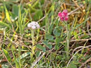 Fototapeta premium Weißes männliches und rotes weibliches Gewöhnliches Katzenpfötchen (Antennaria dioica) 