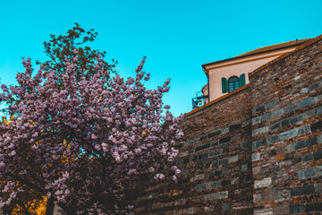 ancient wall with pink tree in the foreground