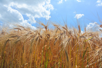 Weizenfeld unter Wolken