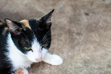 Portrait of a pretty cat is sitting on a ground