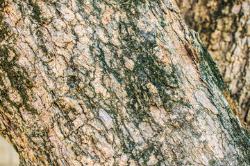 Old wood background Suitable for background design.