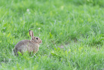 Lapin de garenne dan un pré