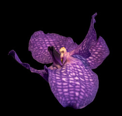 Fine art still life floral color macro image of a single isolated red violet orchid blossom on...