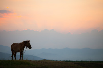 Fototapeta na wymiar A silhouette of horse is standing at sunset time under mountain background