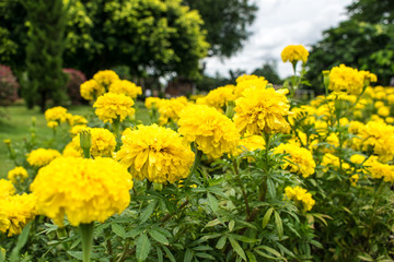 Beautiful yellow flowers Planted in the garden.