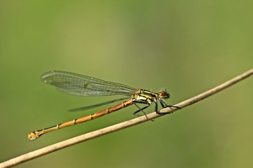 Weibliche Frühe Adonislibelle oder auch Frühe Adonisjungfer (Pyrrhosoma nymphula) 