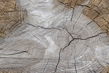 Fototapeta premium Holz mit Struktur