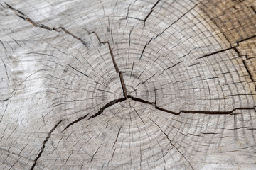 Fototapeta premium Baumstamm Querschnitt mit Jahresringe