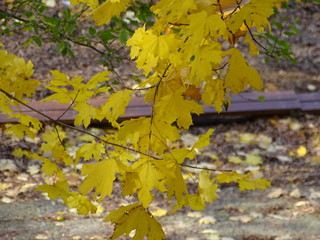 Yellow leaves
