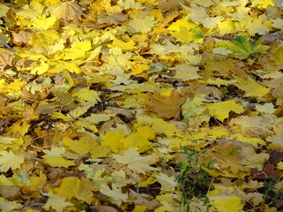 Beautiful Autumn